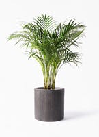 人気のアレカヤシ!育て方やサイズ別おすすめの飾り方 | ひとはなノート