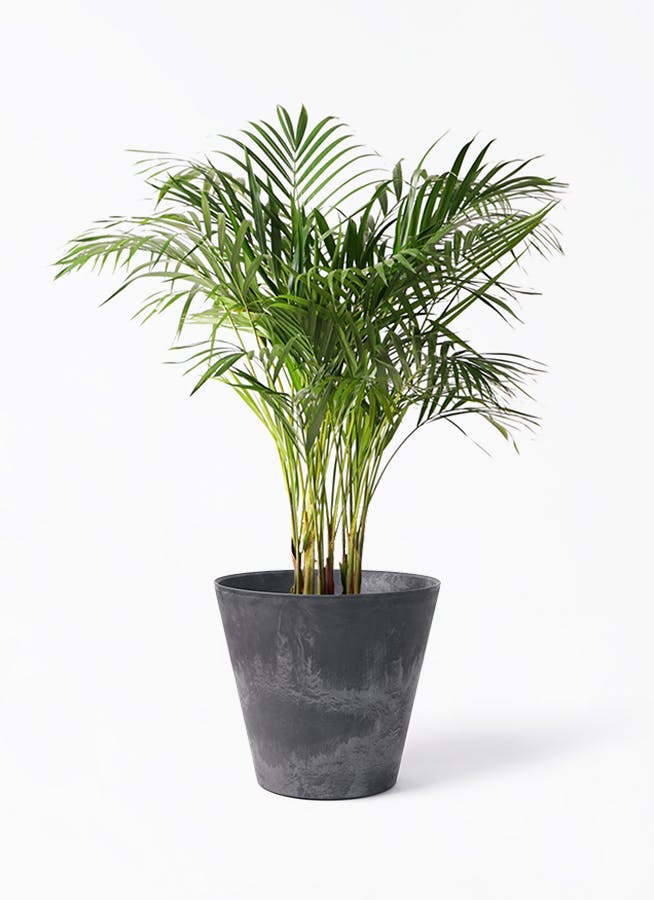 アレカヤシ　観葉植物　8号　約120センチ 観葉植物 アレカヤシ 8号 リブラ モノ ブラウン 付き | 観葉植物