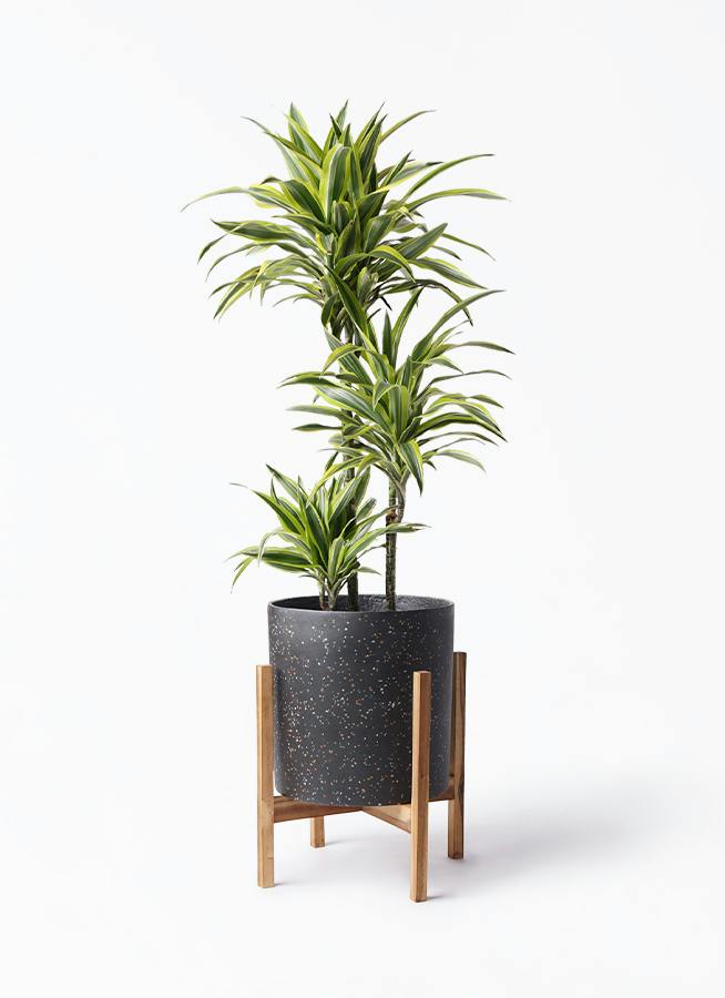ドラセナ ワーネッキー レモンライム 8号 | 観葉植物 | インテリアや