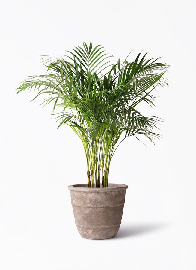 アレカヤシ 8号 | 観葉植物 | インテリアやギフトに - Hitohana