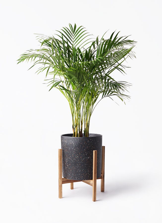 アレカヤシ 8号 | 観葉植物 | インテリアやギフトに - Hitohana