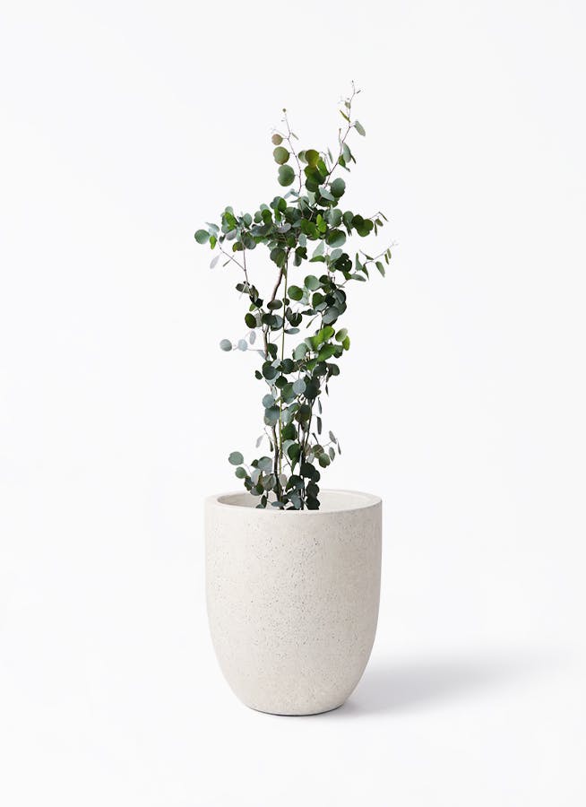 ユーカリ | 観葉植物の通販ならHitoHana（ひとはな）