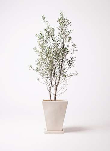 観葉植物 オリーブの木 10号 チプレッシーノ スクエアハット 白 付き