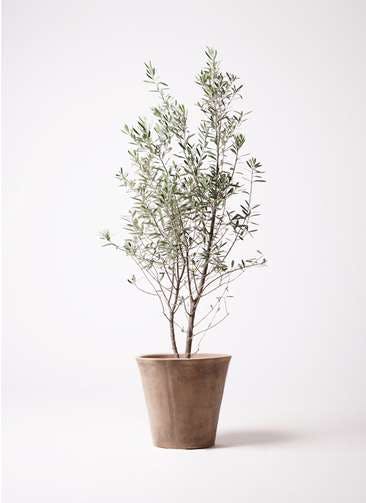 観葉植物 オリーブの木 10号 チプレッシーノ ルーガ アンティコ ソリッド 付き