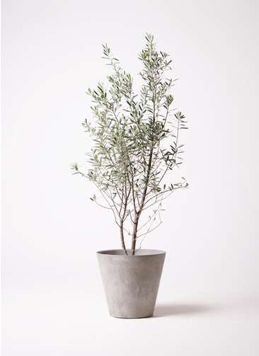 観葉植物 オリーブの木 10号 チプレッシーノ アートストーン ラウンド グレー 付き