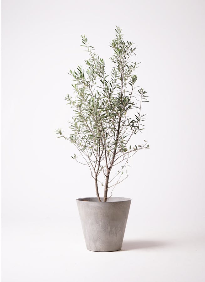 グレーの鉢カバー付きの観葉植物 | HitoHana（ひとはな）