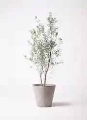 観葉植物 オリーブ 10号 チプレッシーノ ウッドプランター 付き | 観葉 