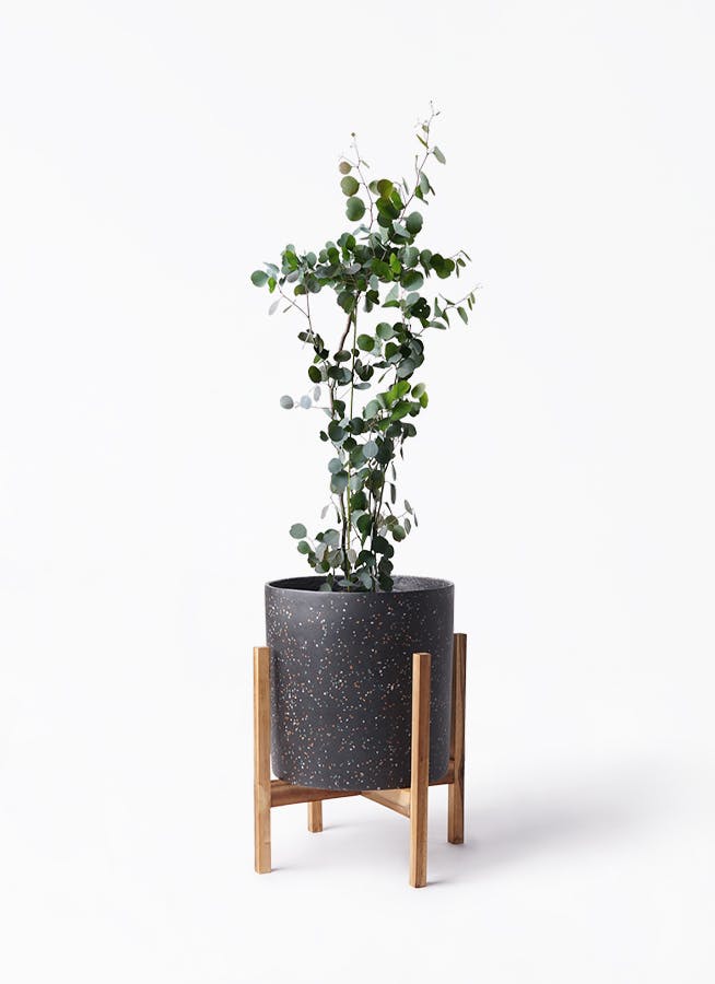 【爆買い！】 観葉植物 ユーカリ 8号 ポリアンセモス ホルスト シリンダー 常緑樹