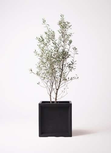 観葉植物 オリーブの木 10号 チプレッシーノ ブリティッシュキューブ 付き