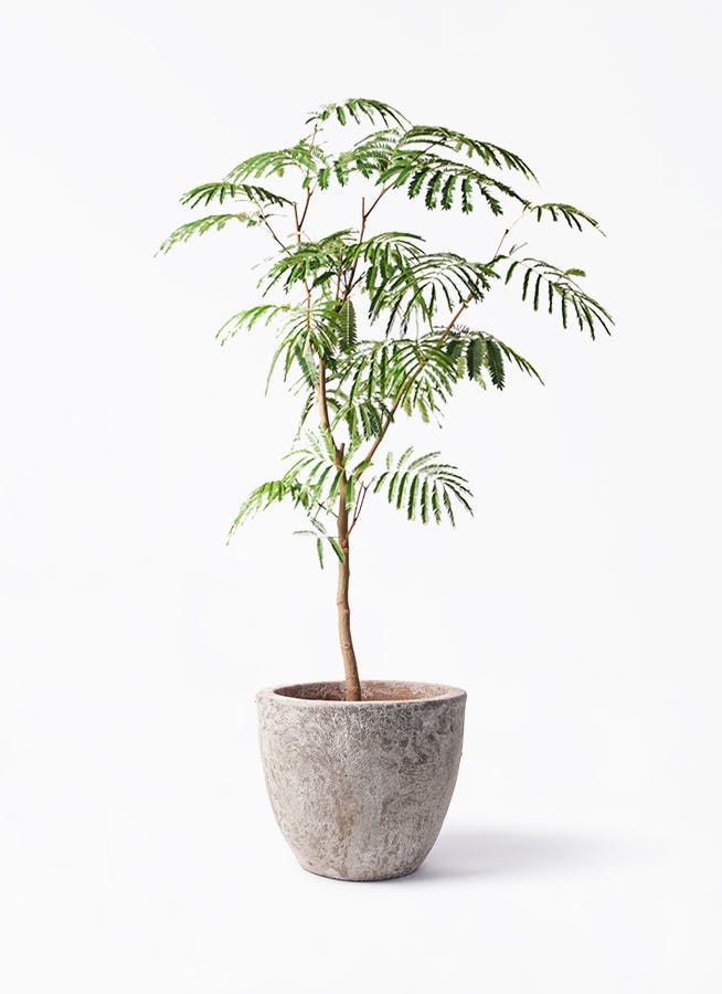 Y*T様 エバーフレッシュ　観葉植物　曲がり　8号　約100センチ 観葉植物 エバーフレッシュ 8号 曲り ラッシュバスケット