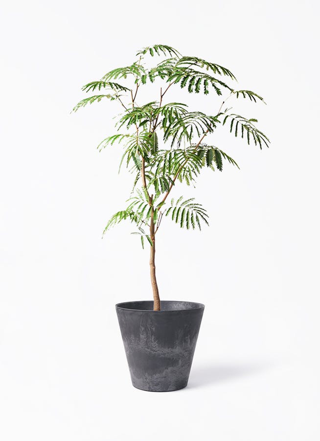 エバーフレッシュ 大型 | 観葉植物通販HitoHana(ひとはな)