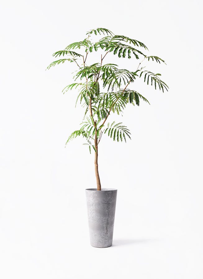 エバーフレッシュ 8号 | 観葉植物 | インテリアやギフトに - Hitohana