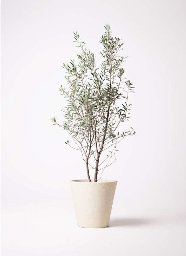 観葉植物 オリーブの木 10号 チプレッシーノ フォリオソリッド クリーム 付き