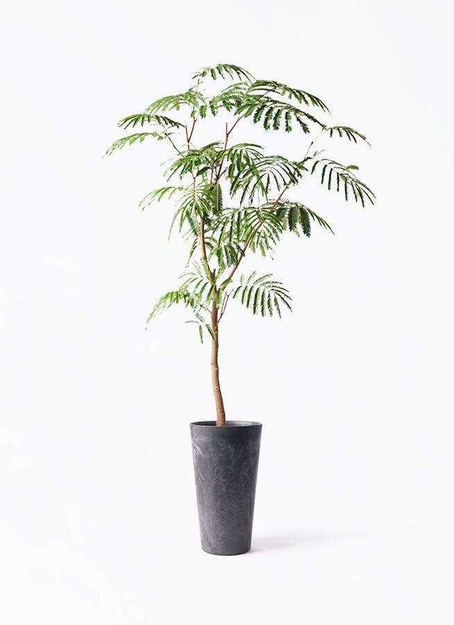 エバーフレッシュ 大型 | 観葉植物通販HitoHana(ひとはな)