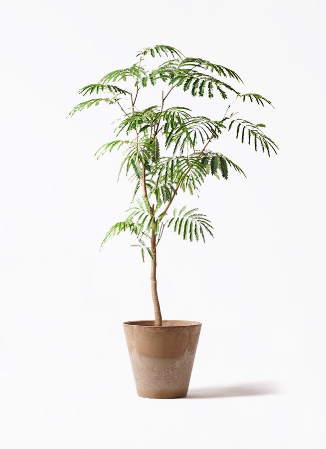 エバーフレッシュ 8号 | 観葉植物 | インテリアやギフトに - Hitohana