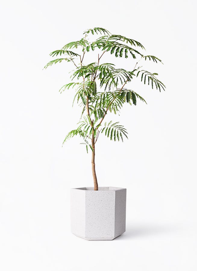 エバーフレッシュ 8号 130cmS-shaped tree form - beaconparenting.ie