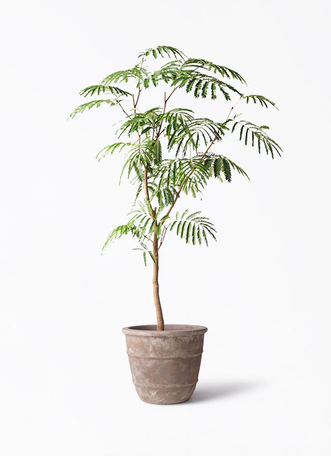 エバーフレッシュ | 観葉植物の通販ならHitoHana（ひとはな）