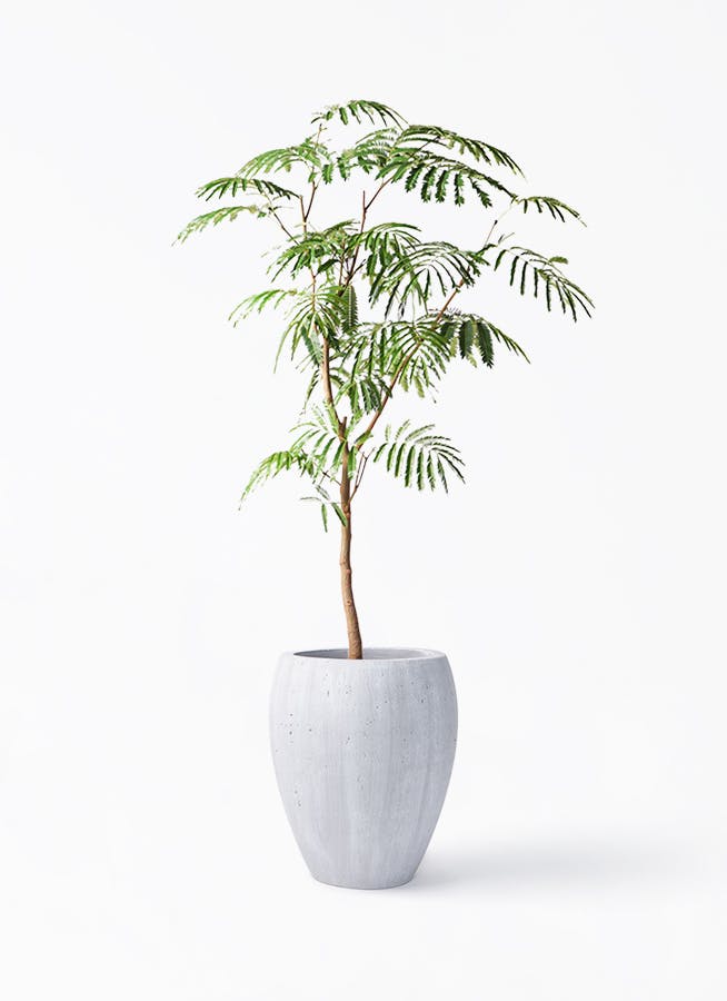 エバーフレッシュ 137cm 8号 S-shaped エバーフレッシュ 8号 | 観葉植物 | インテリアやギフトに