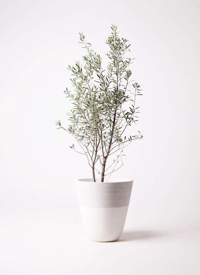観葉植物 オリーブの木 10号 チプレッシーノ ジュピター 白 付き