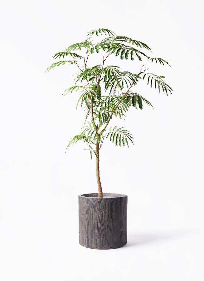 エバーフレッシュ 8号 | 観葉植物 | インテリアやギフトに - Hitohana