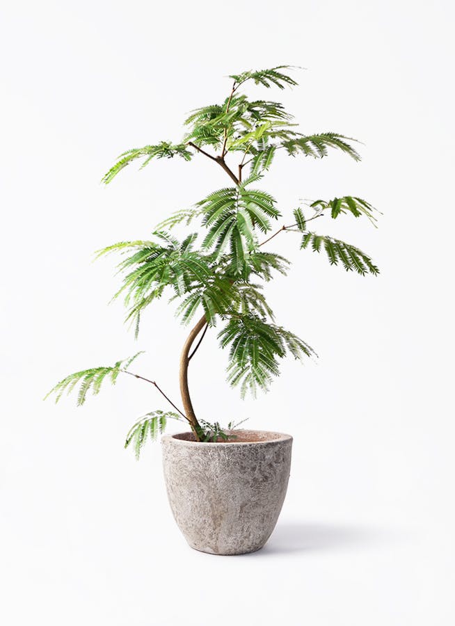 エバーフレッシュ 曲がり | 観葉植物通販 Hitohana（ひとはな）