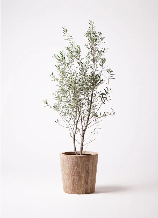 観葉植物 オリーブ 10号 マンザニロ ウッドプランター 付き | 観葉植物 