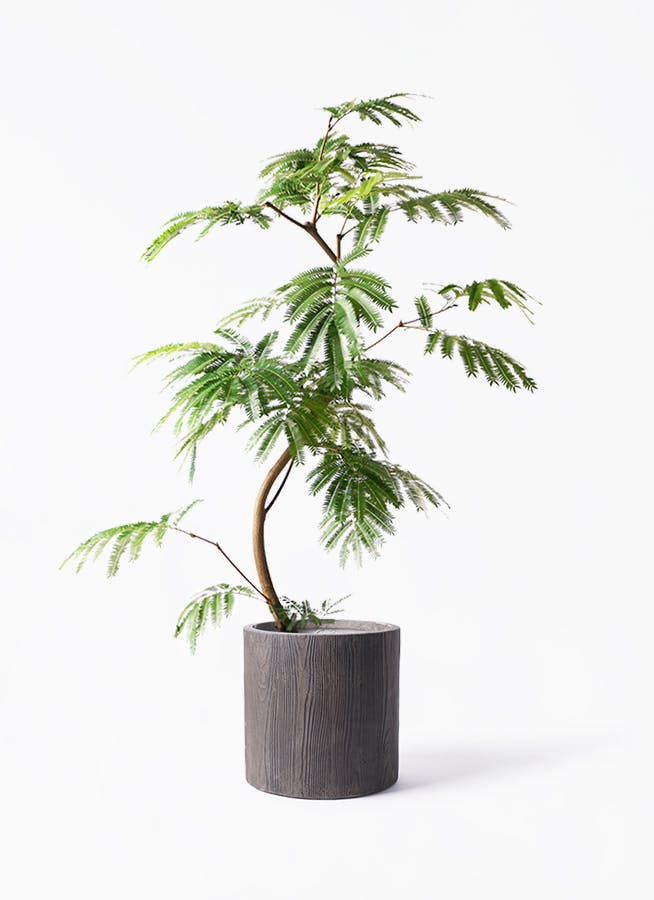 エバーフレッシュ 8号 曲がり | HitoHana（ひとはな）