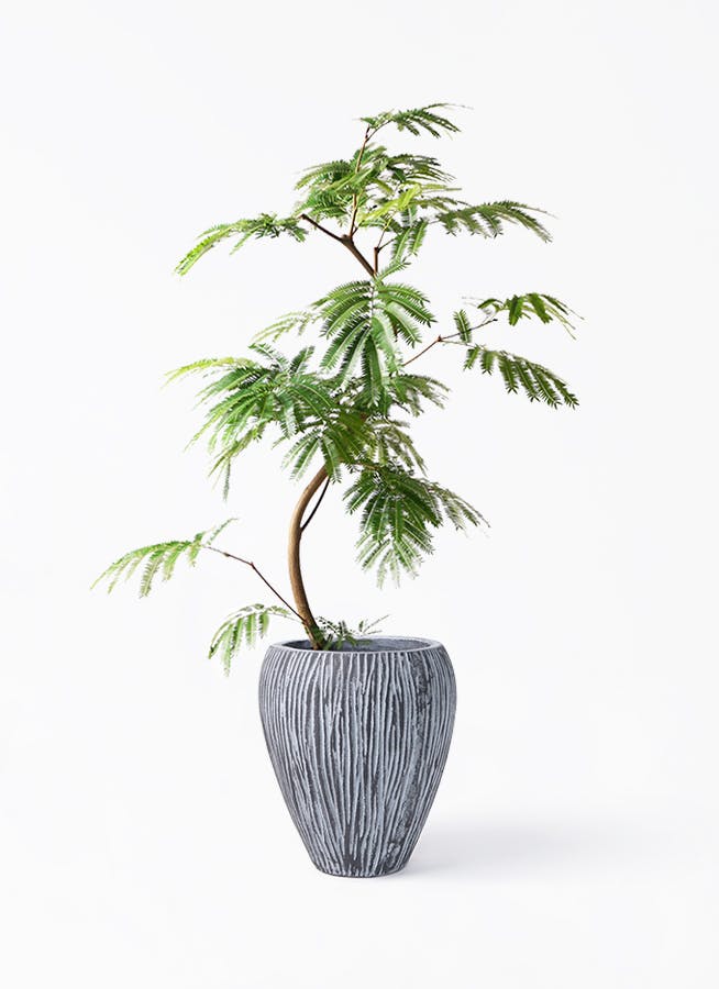 エバーフレッシュ 8号 | 観葉植物 | インテリアやギフトに - Hitohana（ひとはな）