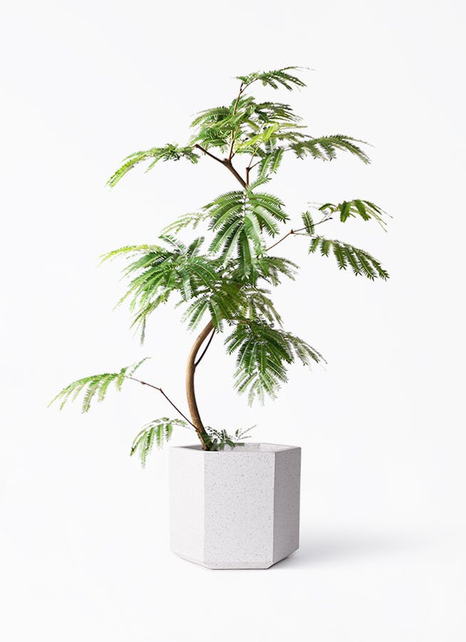 エバーフレッシュ 8号 曲がり | HitoHana（ひとはな）