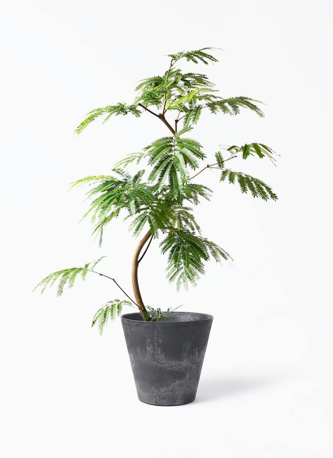 エバーフレッシュ 大型 | 観葉植物通販HitoHana(ひとはな)
