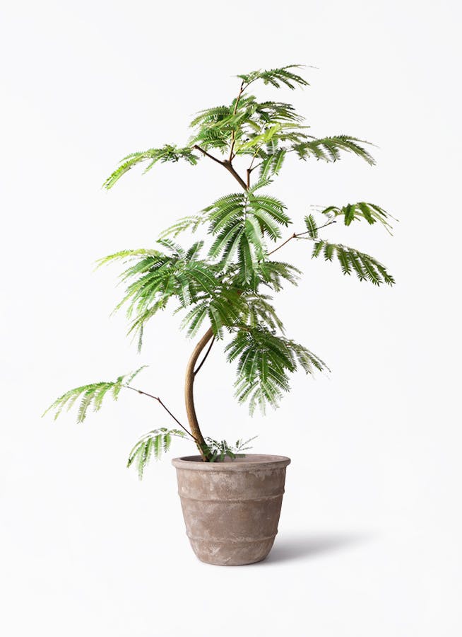 エバーフレッシュ 8号 S-shaped tree form 138cm