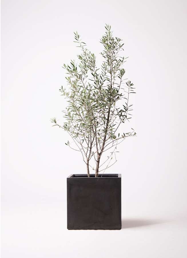観葉植物 オリーブの木 10号 チプレッシーノ ファイバークレイ キューブ 付き