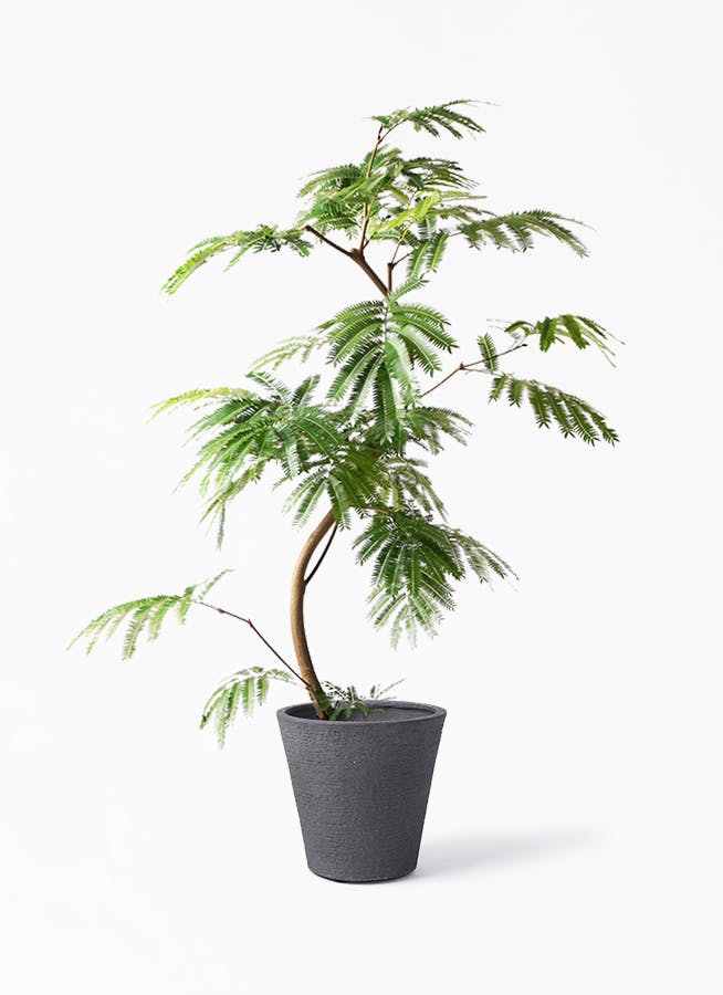 エバーフレッシュ 8号 | 観葉植物 | インテリアやギフトに - Hitohana