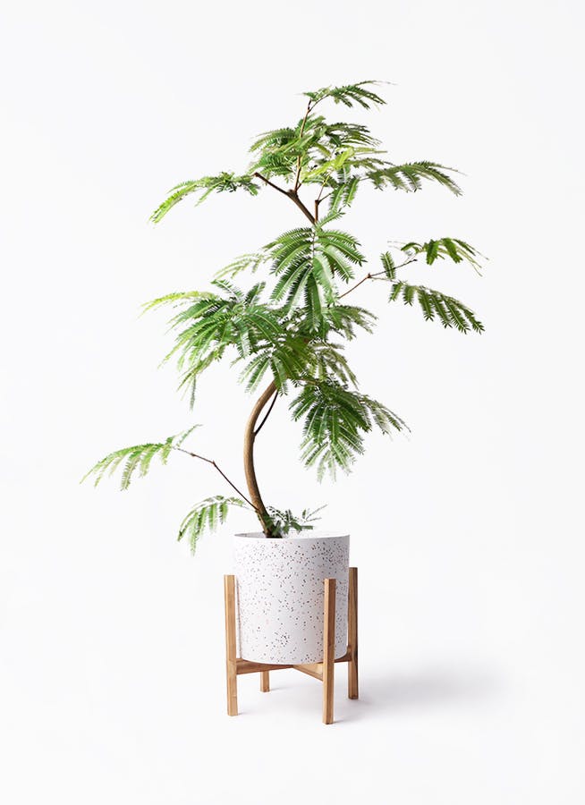 ［現品］※売約済※法人価格100番　エバーフレッシュ　曲がり　8号　観葉植物 エバーフレッシュ 8号 曲がり | HitoHana（ひとはな）