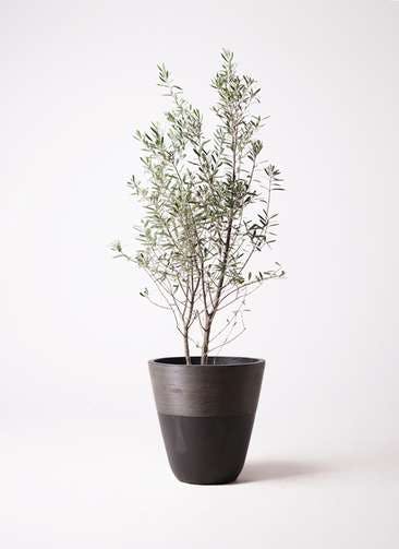 観葉植物 オリーブの木 10号 チプレッシーノ ジュピター 黒 付き