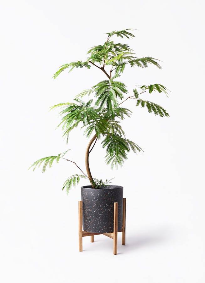 エバーフレッシュ 8号 | 観葉植物 | インテリアやギフトに - Hitohana
