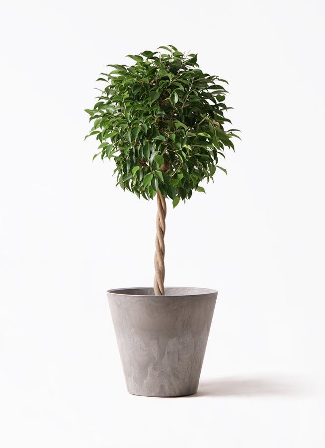 フィカス ベンジャミン 8号 | 観葉植物 | インテリアやギフトに