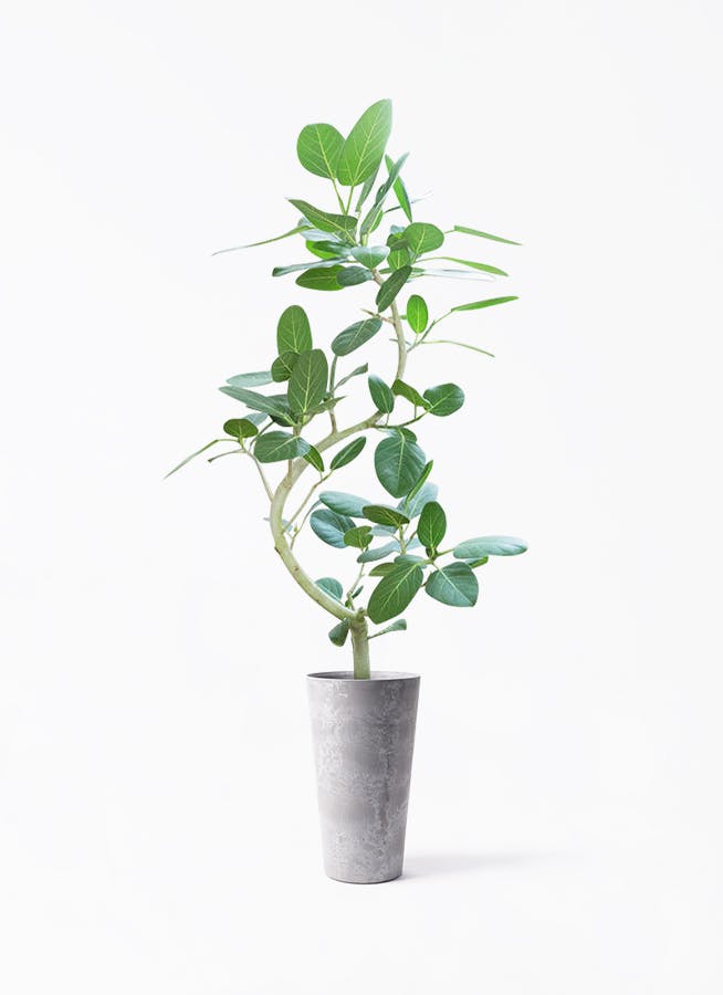 螺旋状ベンガレンシス　8号　140センチ　現品 フィカス ベンガレンシス 8号 | 観葉植物通販 Hitohana（ひとはな）