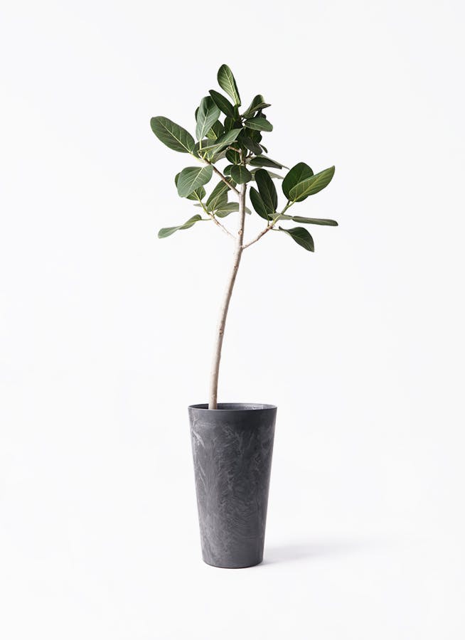 フィカス ベンガレンシス 8号 | 観葉植物通販 Hitohana（ひとはな）