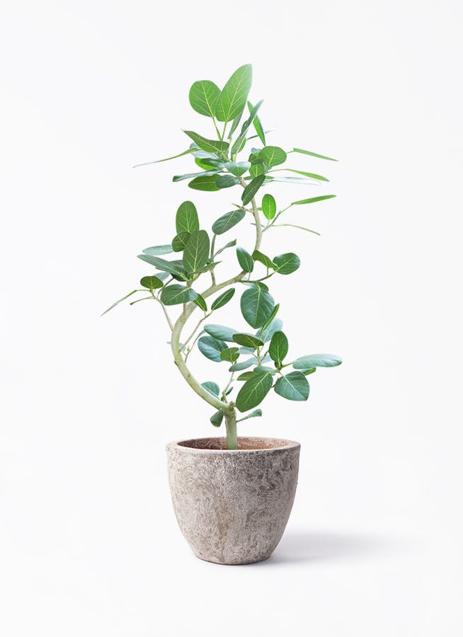 フィカス ベンガレンシス 8号 曲がり | 観葉植物通販 Hitohana