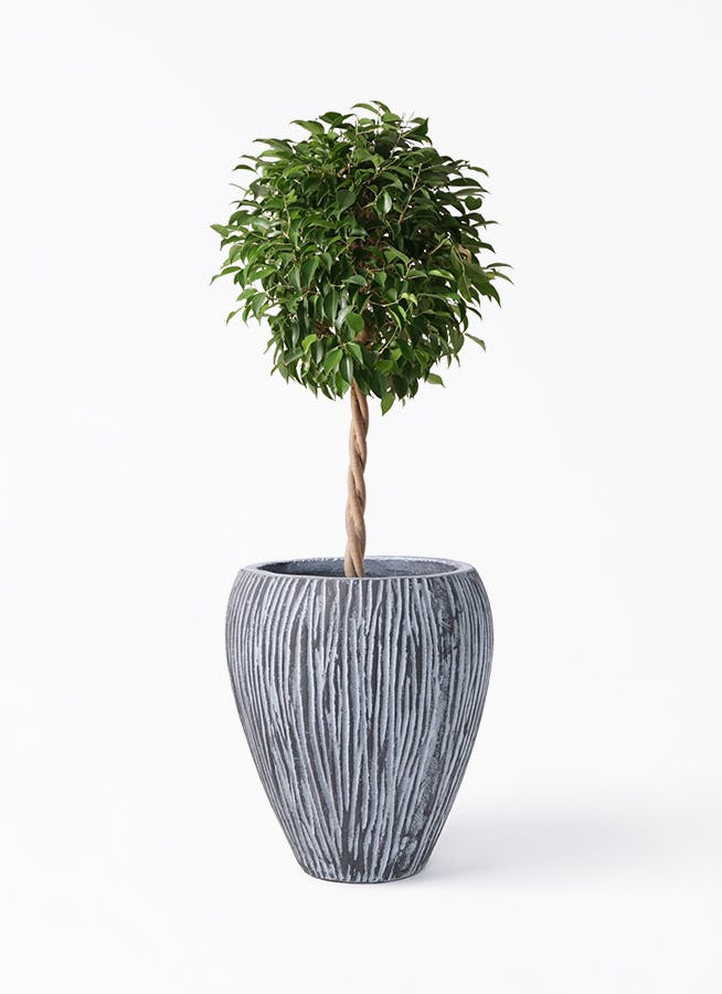 フィカス ベンジャミン 8号 | 観葉植物 | インテリアやギフトに