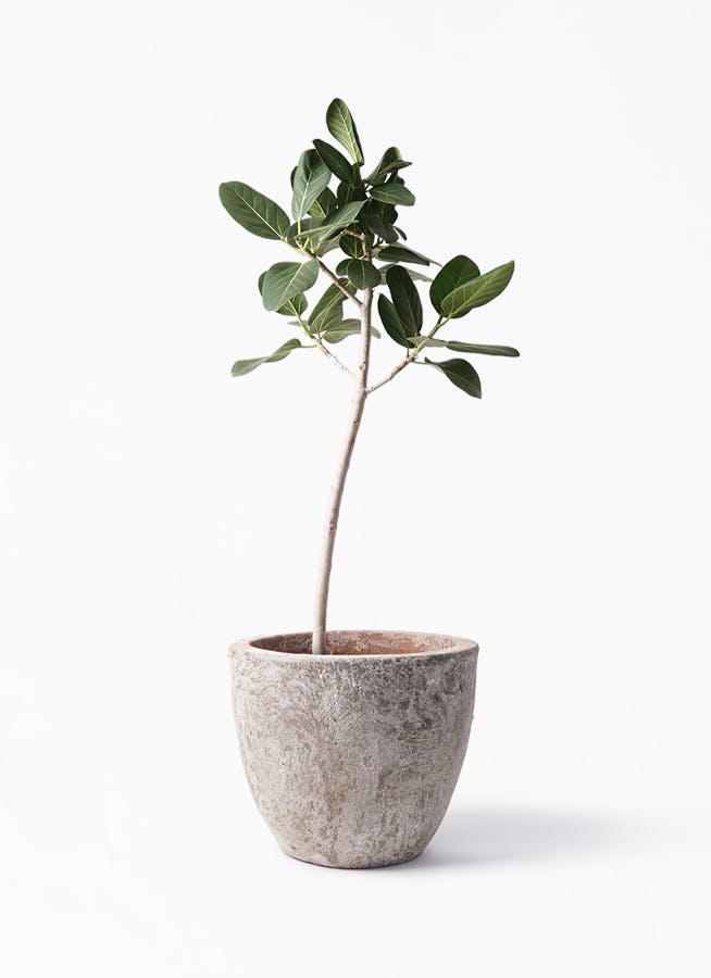 フィカス ベンガレンシス 8号 | 観葉植物通販 Hitohana（ひとはな）