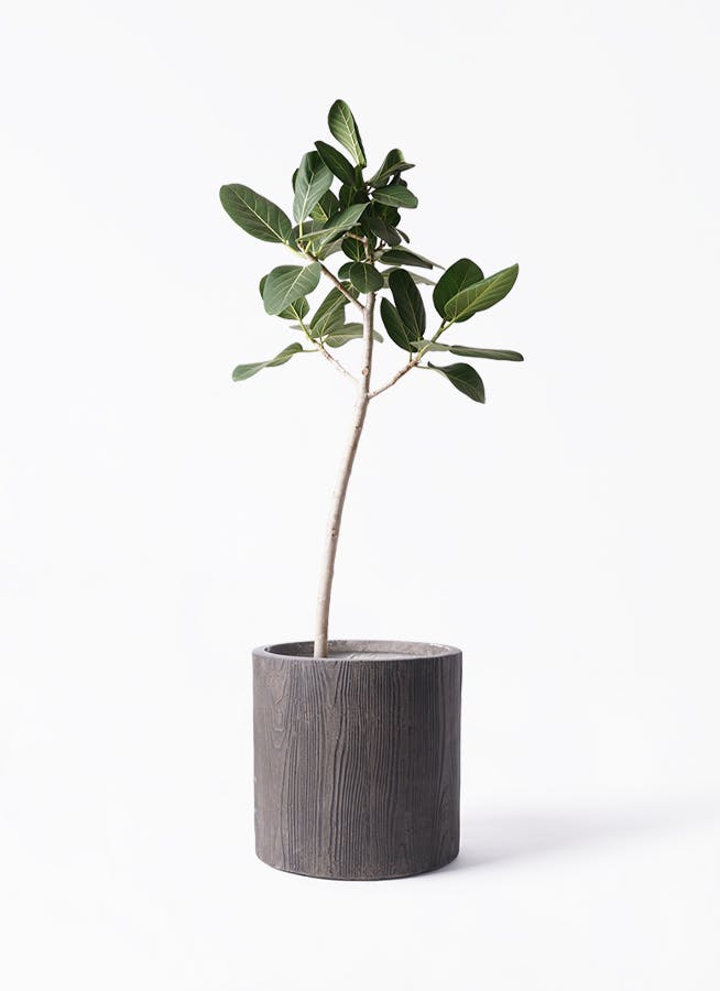 現品］88番 フィカス ベンガレンシス 曲がり 8号 観葉植物 室内 大型