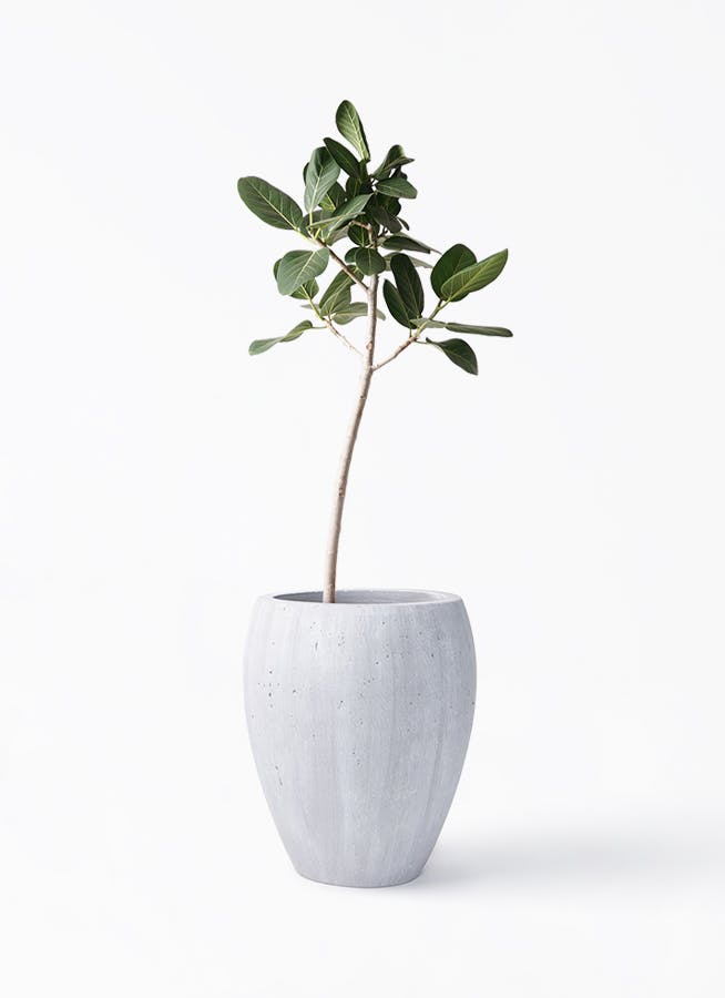 フィカス ベンガレンシス 8号 | 観葉植物通販 Hitohana（ひとはな）