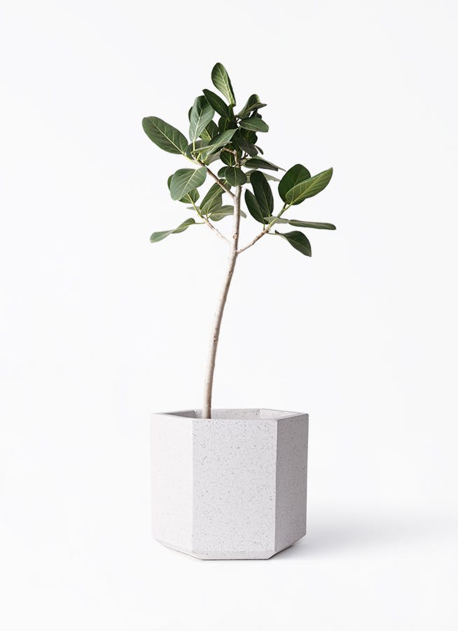 ［現品］79番　フィカス　ベンガレンシス　8号　観葉植物　室内　大型　人気　幹太 フィカス ベンガレンシス 8号 | 観葉植物通販 Hitohana（ひとはな）