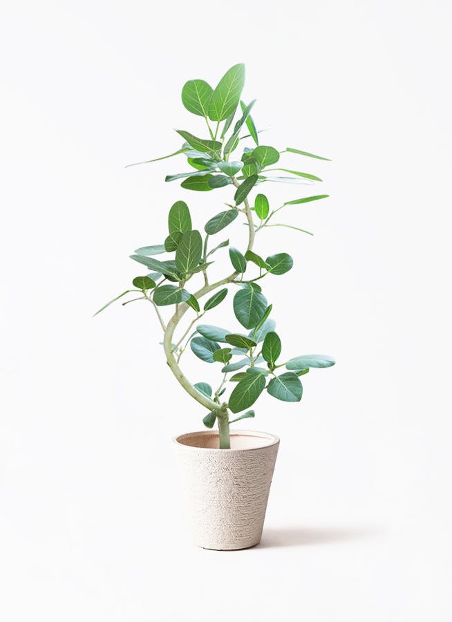 (おれお 専用)フィカス 観葉植物 生育中 白鉢 楽天市場】観葉植物 フィカス ベンガレンシス 8号鉢 【全国送料