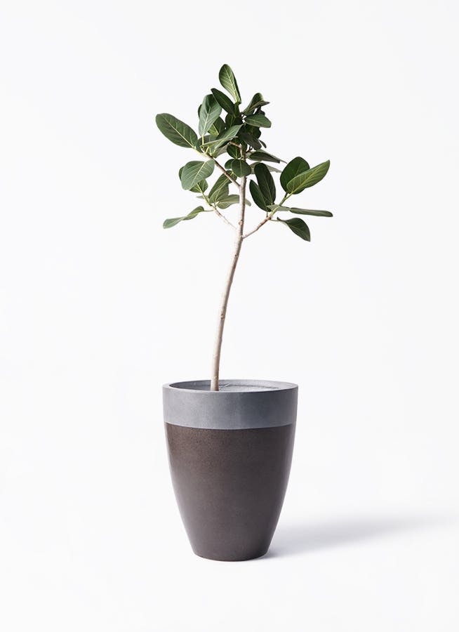 フィカス ベンガレンシス 8号 | 観葉植物通販 Hitohana（ひとはな）