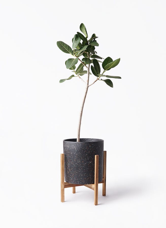 フィカス ベンガレンシス 8号 | 観葉植物通販 Hitohana（ひとはな）