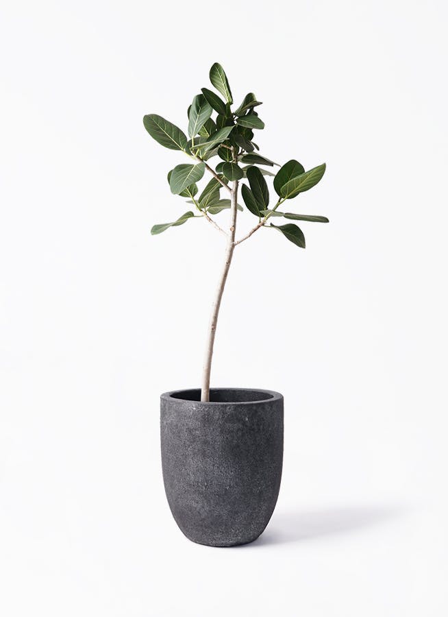 フィカス ベンガレンシス 8号 | 観葉植物通販 Hitohana（ひとはな）