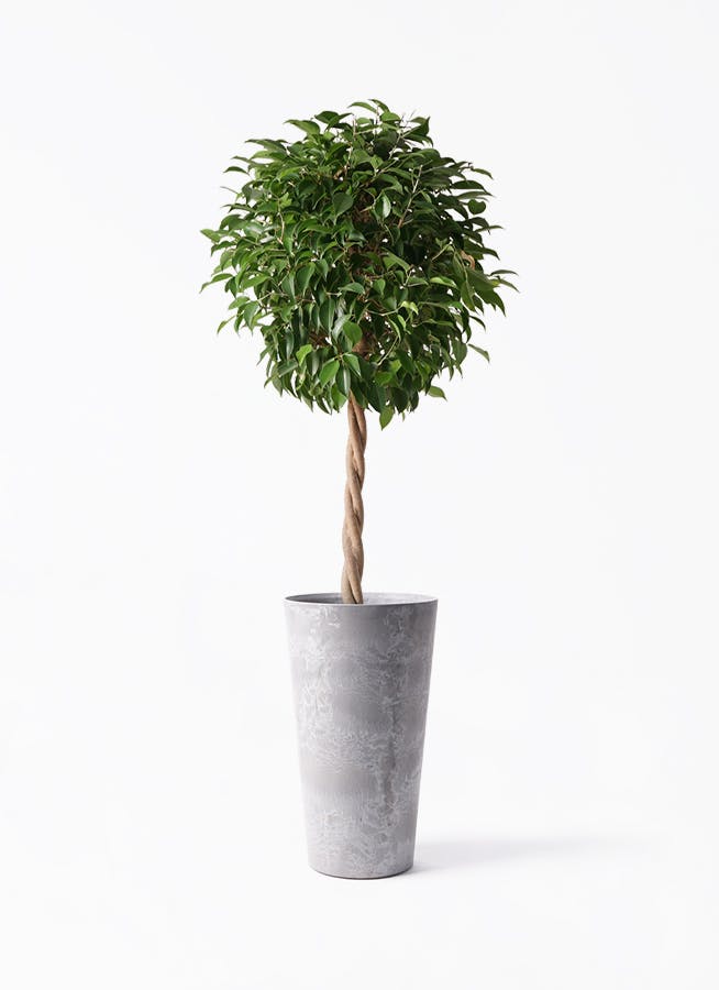 ベンジャミン 大型 | 観葉植物通販HitoHana(ひとはな)